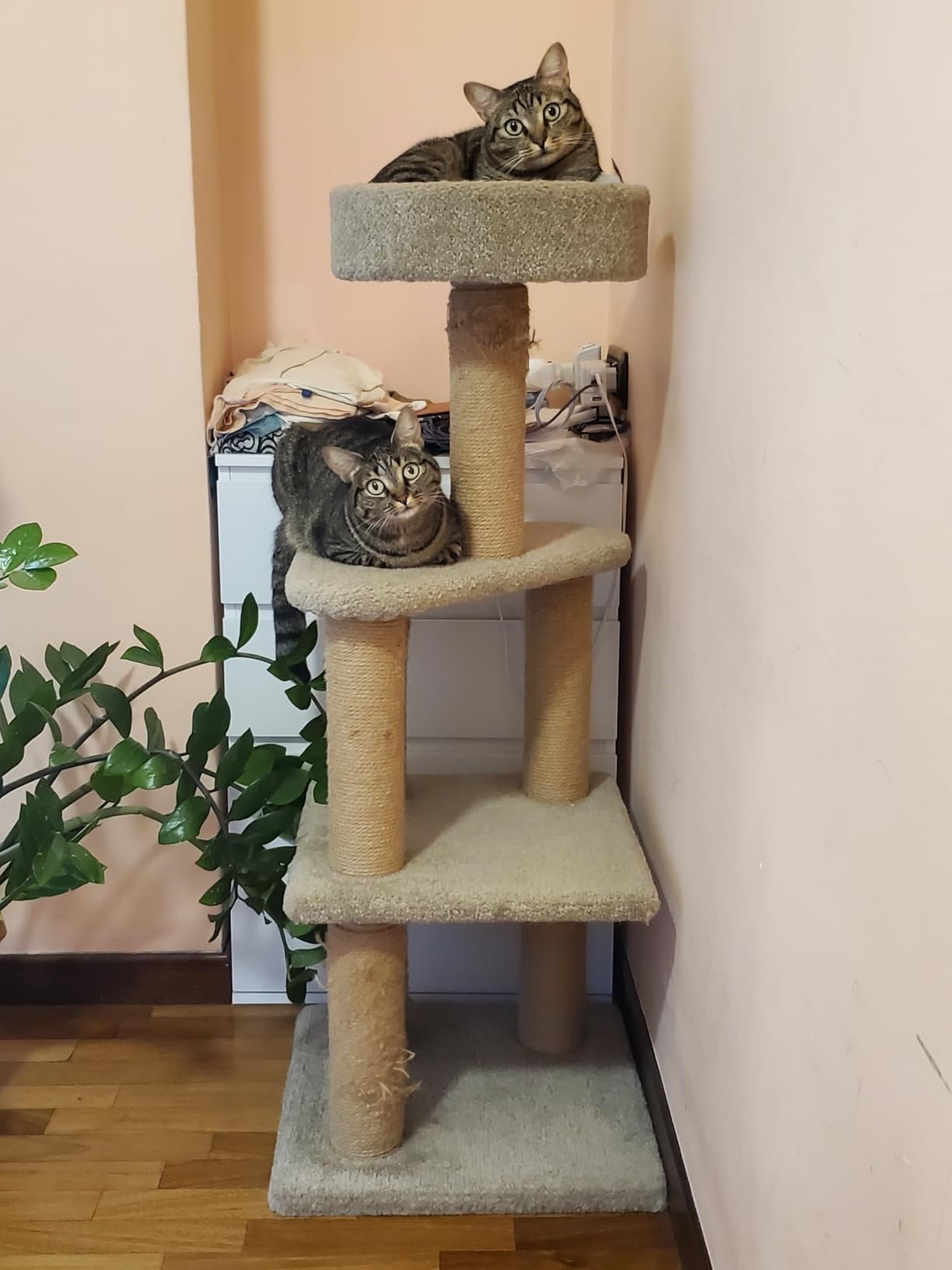 AmazonBasics Tiragraffi per Gatti Beige 117 cm 3 Piani