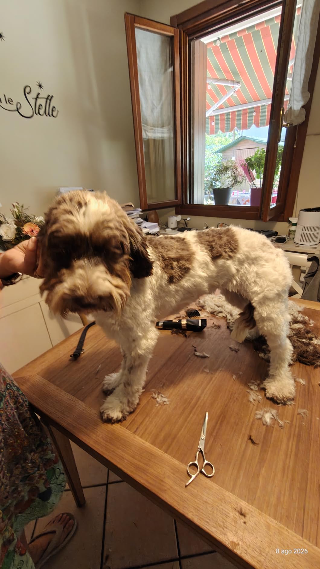 Amazon Basics tosatrici per cani ricaricabile silenziosa USB