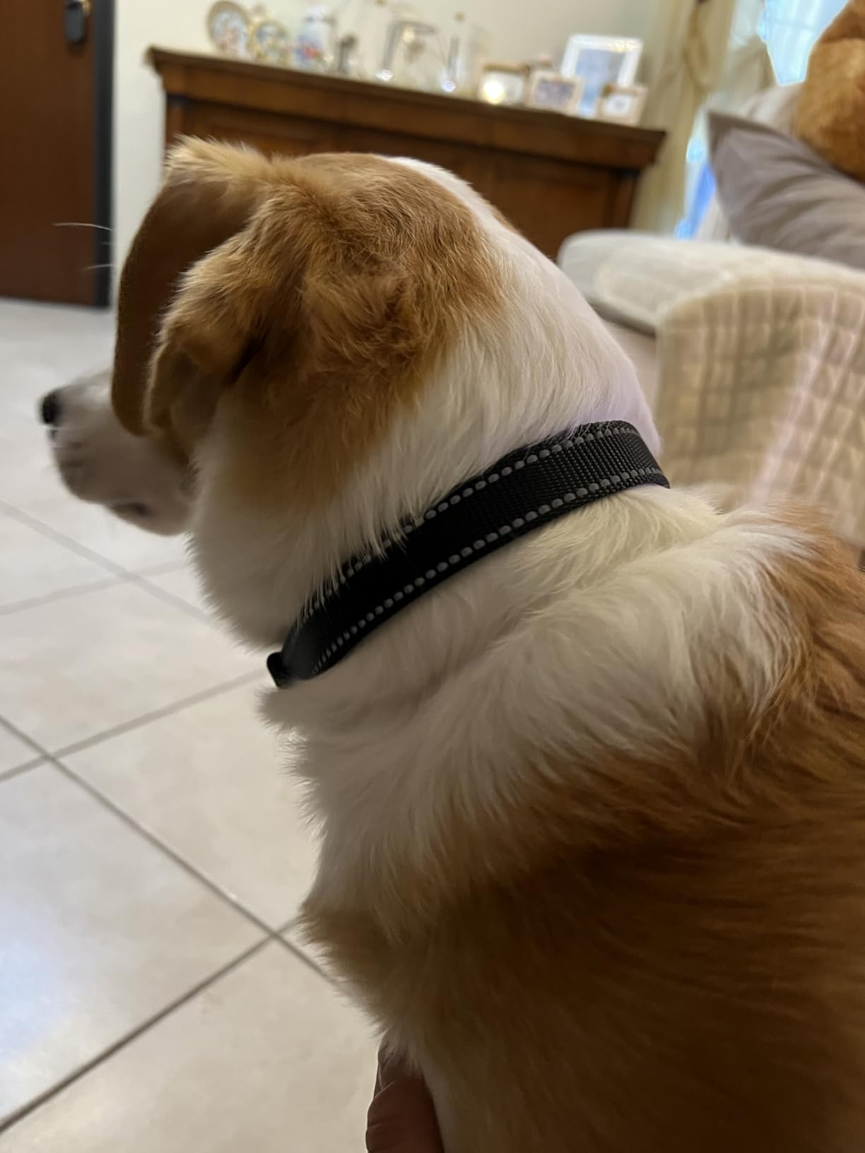 Amazon Basics cintura sicurezza cane nera taglia unica con ciotola