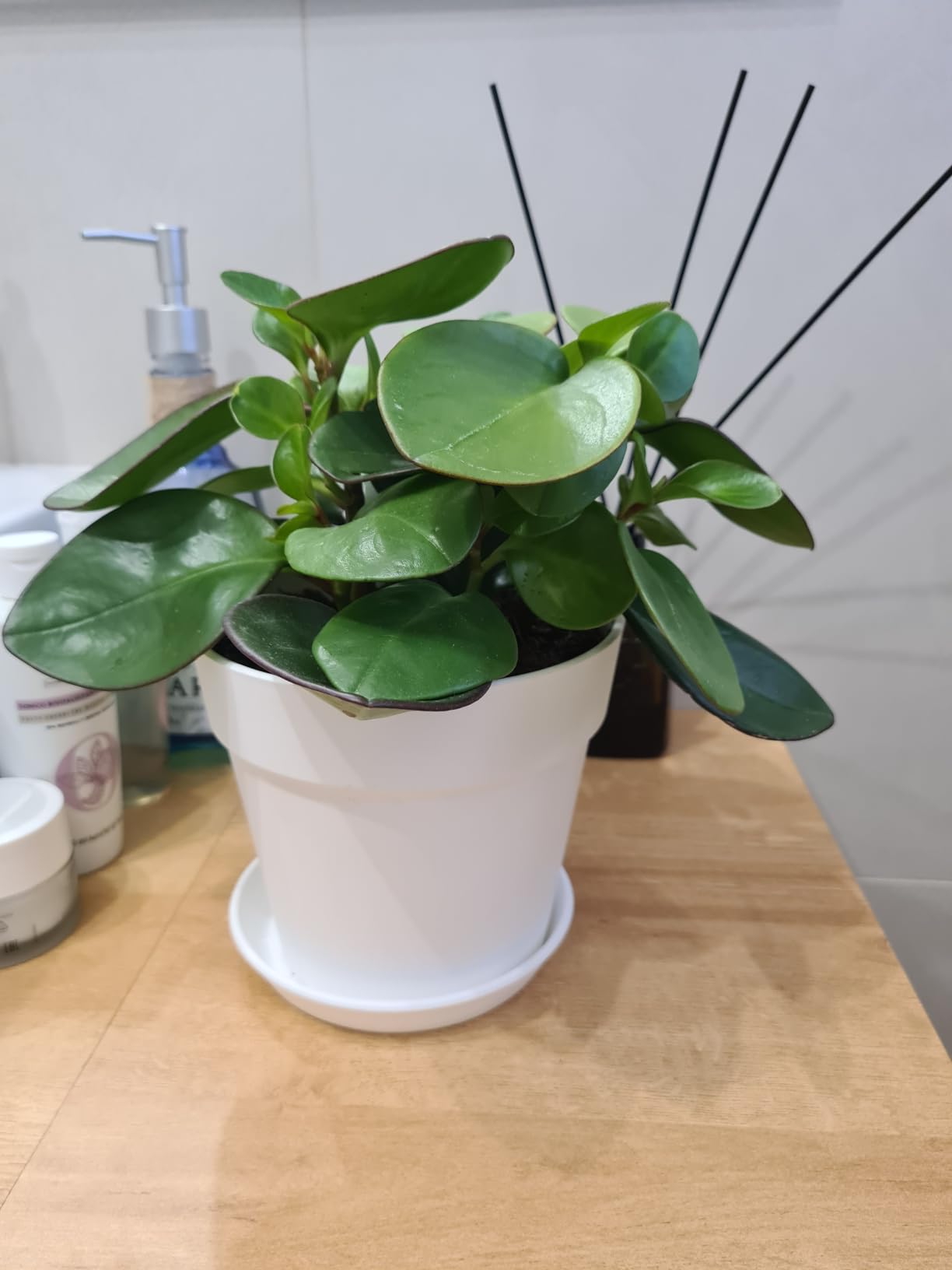 Amazon Basics Vaso per Piante Bianco 14 cm con Sottovaso
