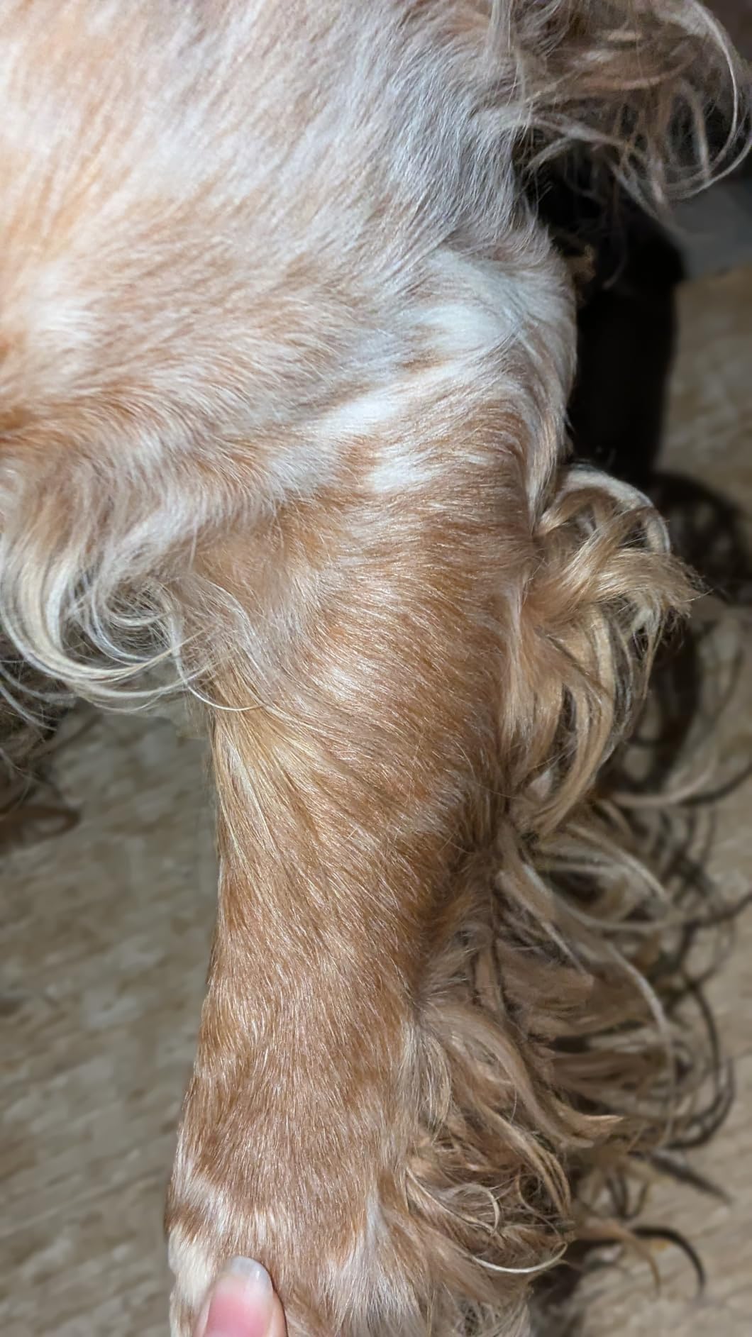 Amazon Basics tosatrici per cani ricaricabile silenziosa USB