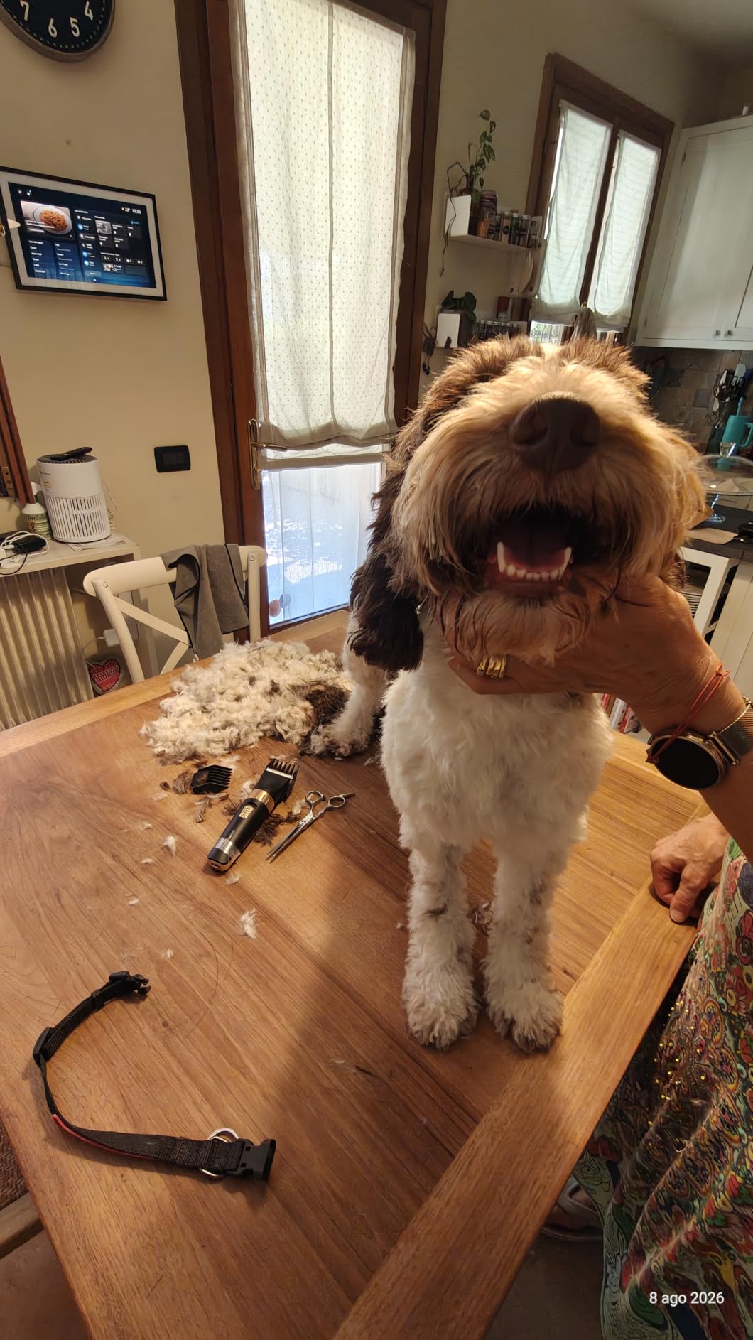 Amazon Basics tosatrici per cani ricaricabile silenziosa USB
