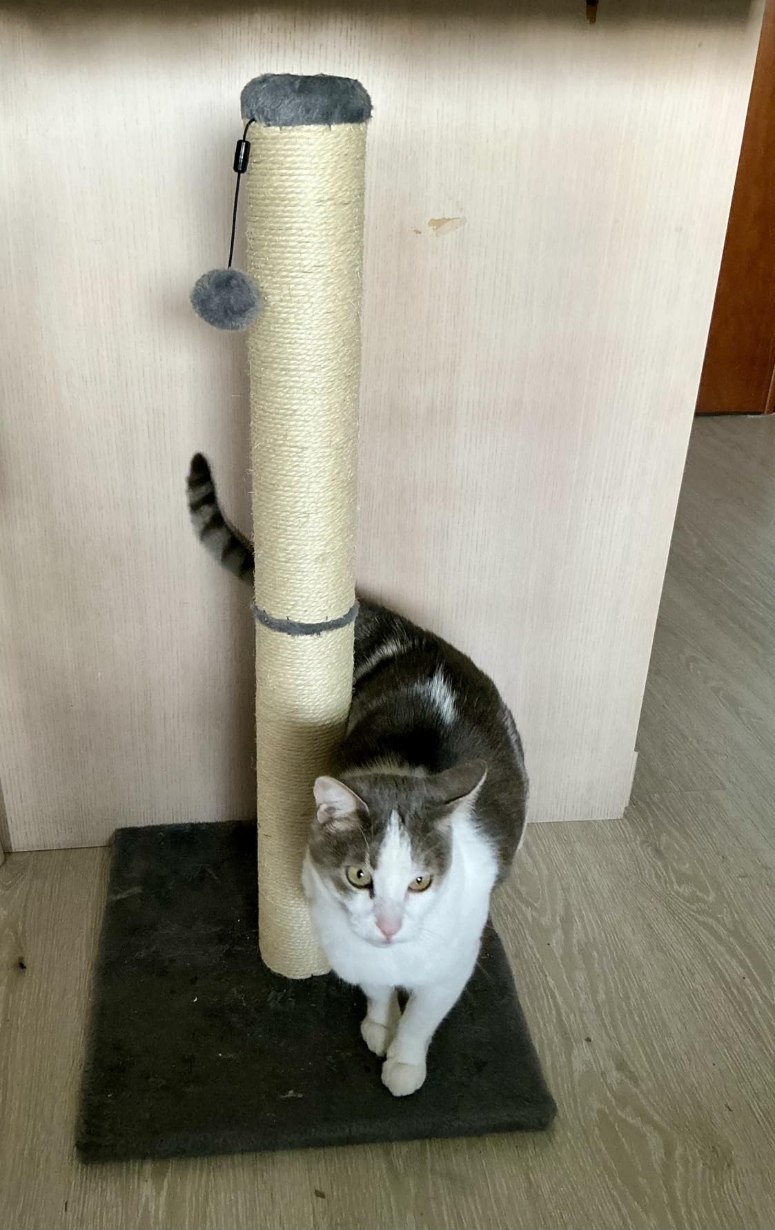 AmazonBasics Tiragraffi gatti standard 80 cm grigio juta