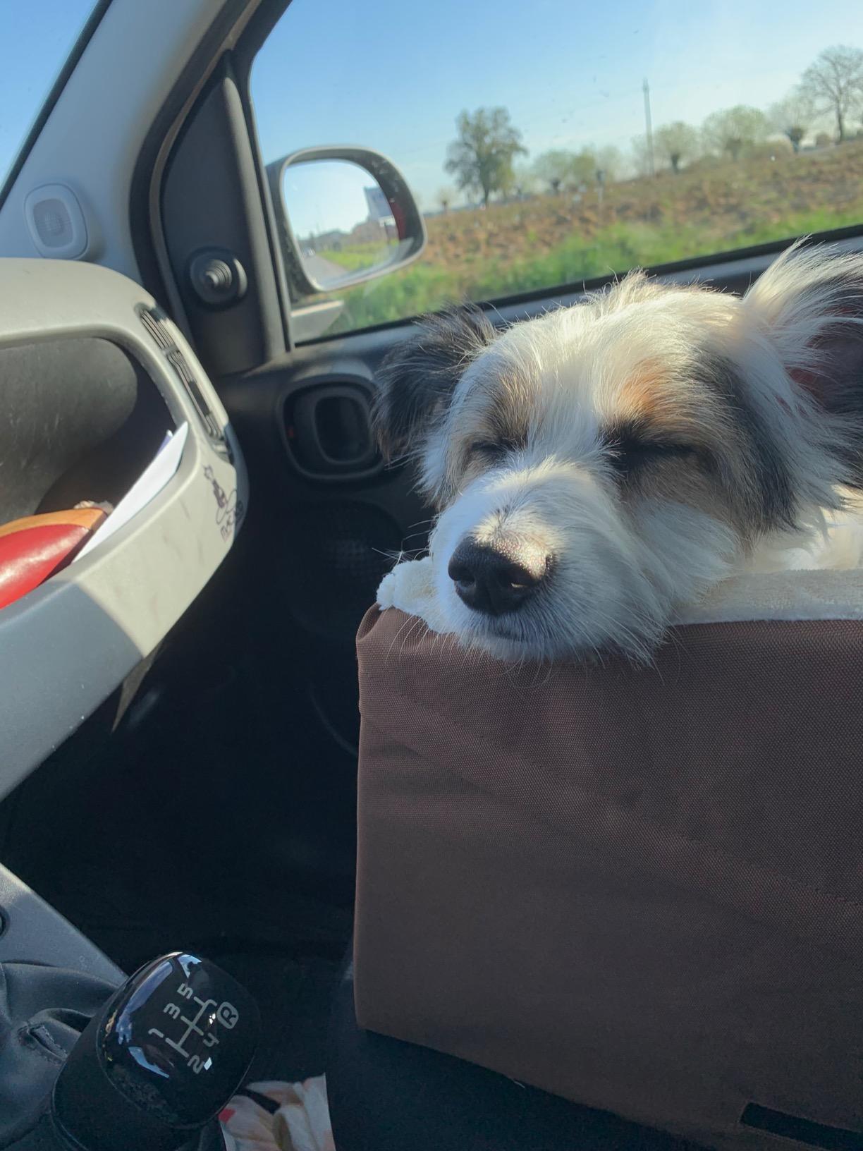 Amazon Basics Seggiolino Auto per Cani beige piccolo