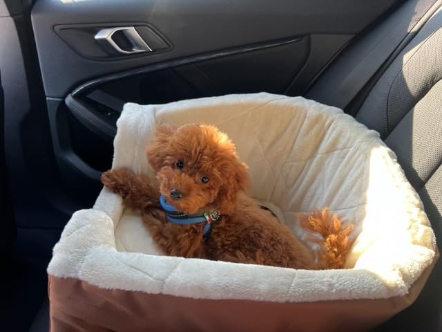 Amazon Basics Seggiolino Auto per Cani beige piccolo