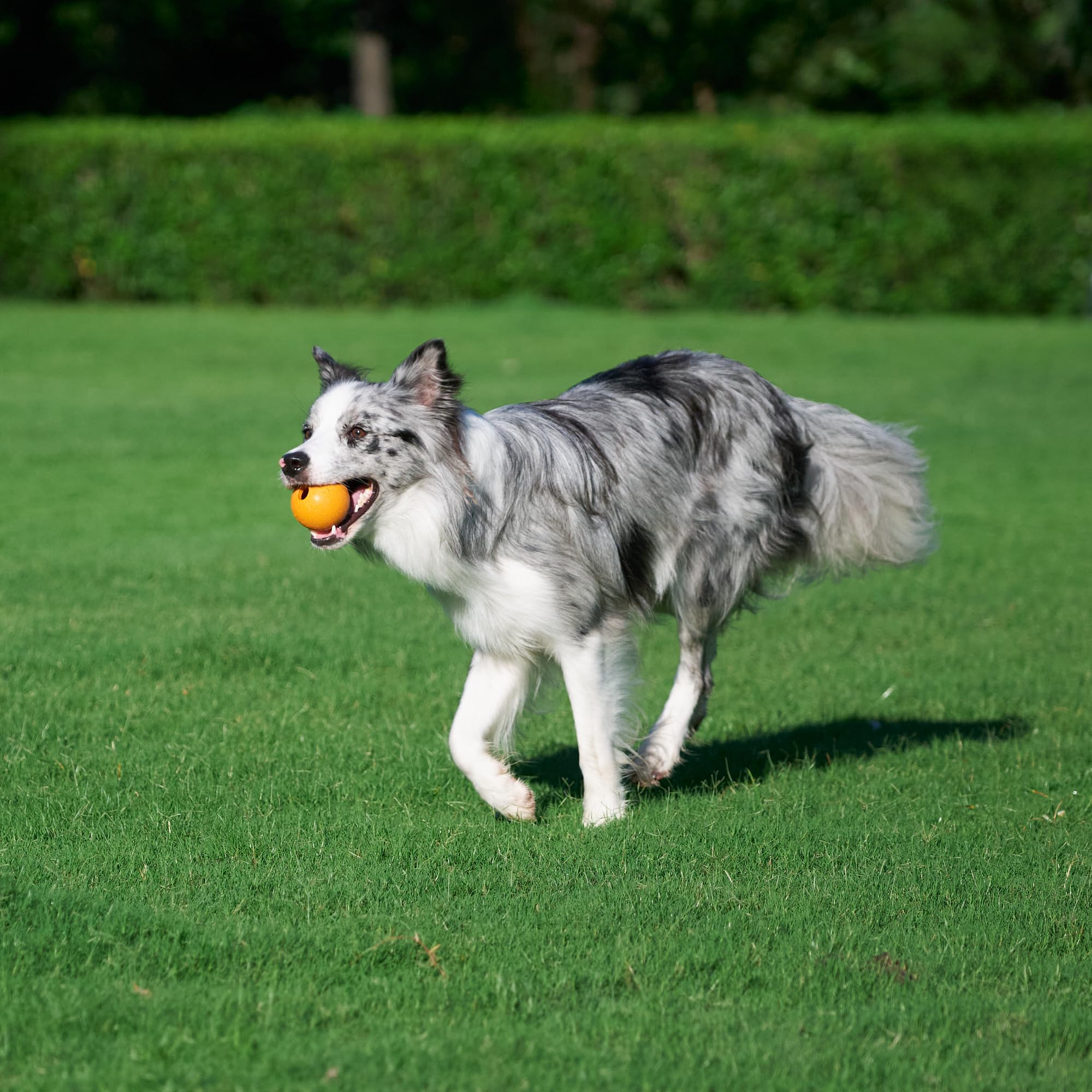 Amazon Basics Supreme palline in gomma per cani 6,35 cm 3 pezzi rimbalzanti