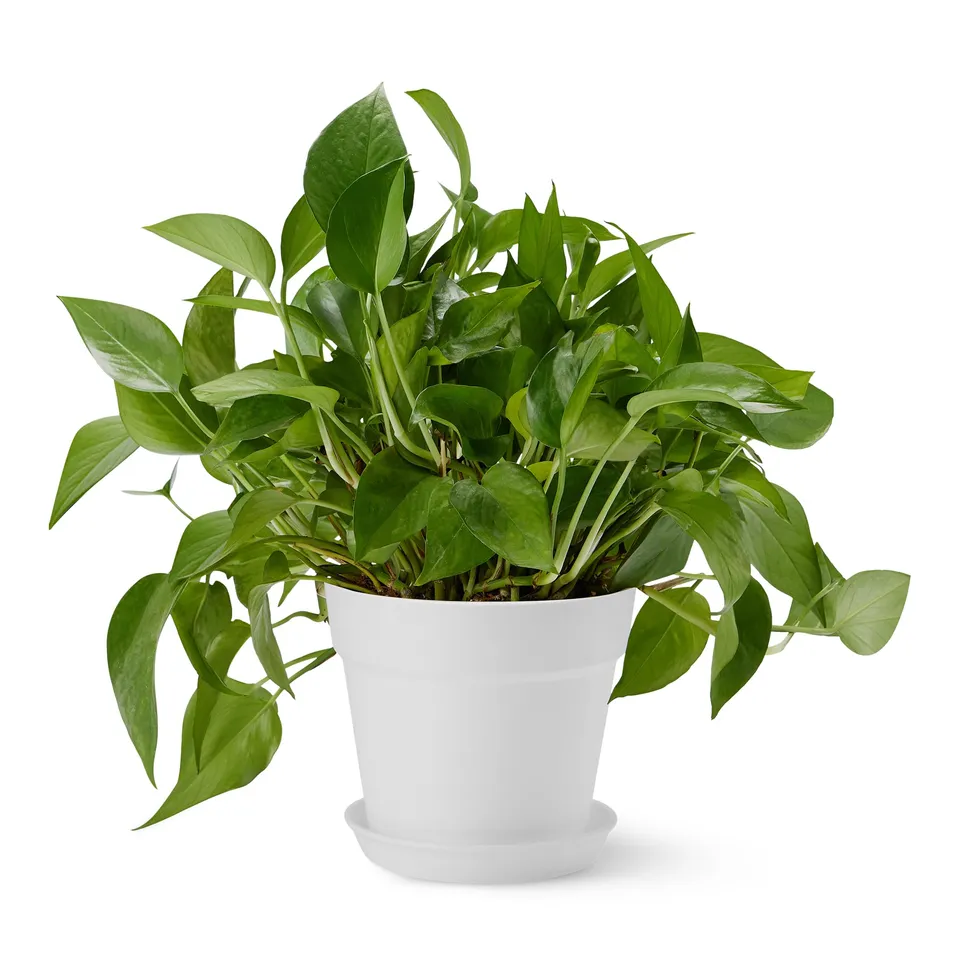 Amazon Basics Vaso per Piante Bianco 14 cm con Sottovaso