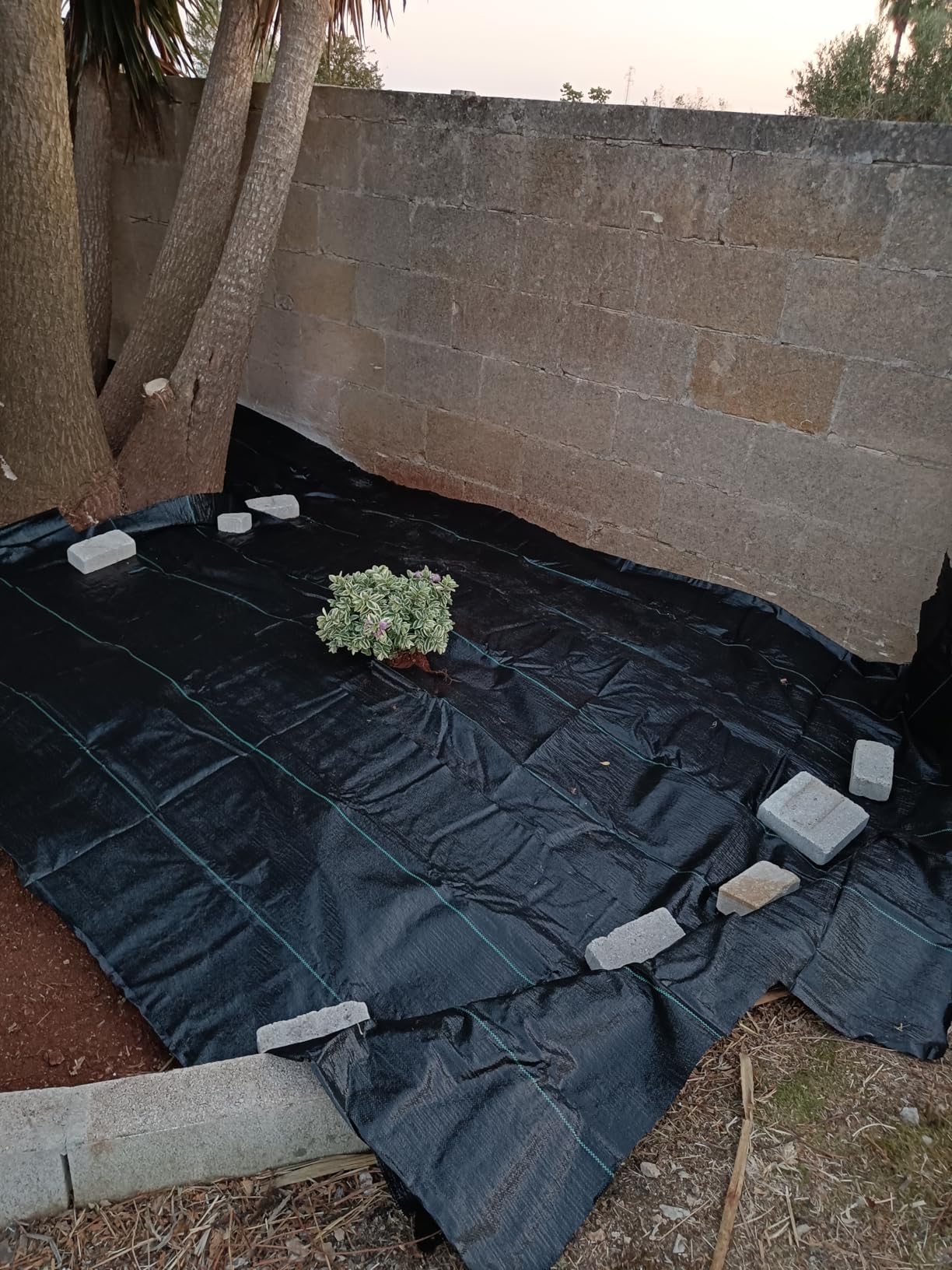 Amazon Basics Telo Pacciamatura Nero 0,9x15,2 m